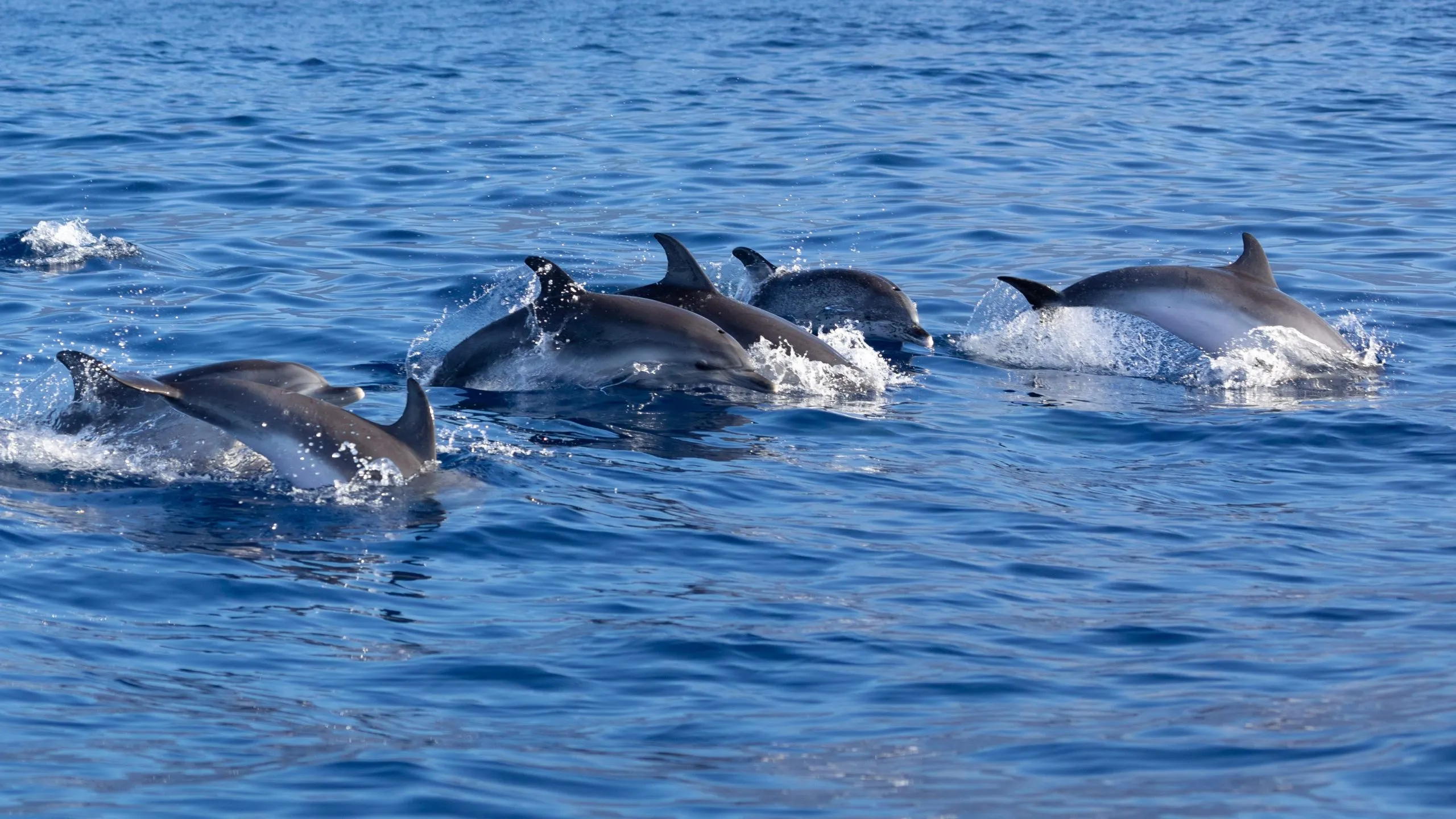 spotted dolphins a the ocean near madeira