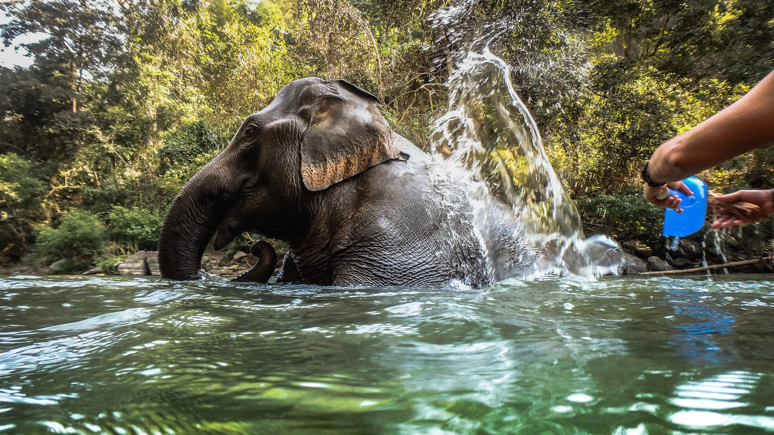 wild elephant playing and bathing in the water or a river