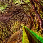 Laurel forest on madeira