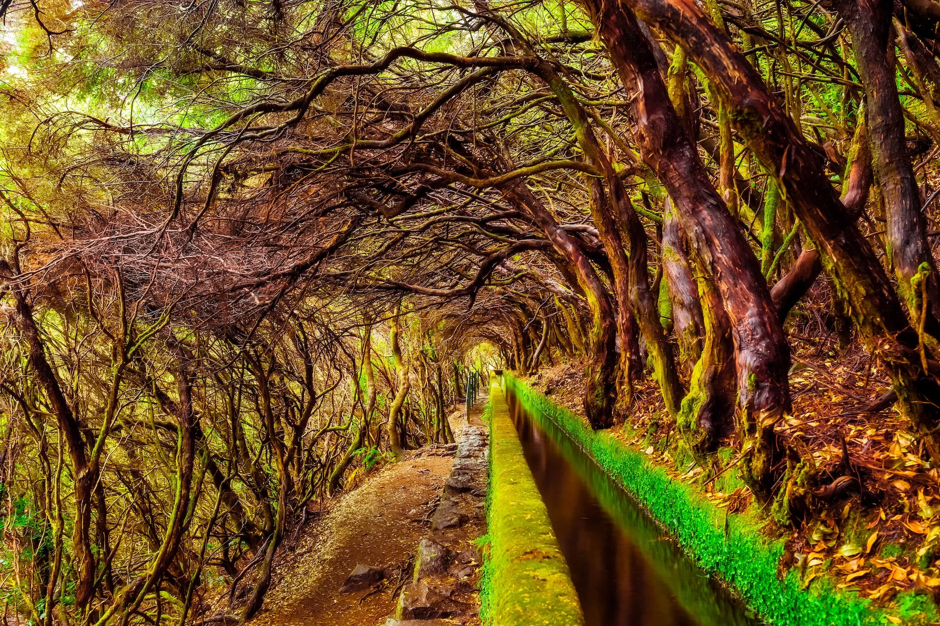 Laurel forest on madeira