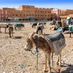 Rissani market in Morocco and the parking of donkeys and mules.