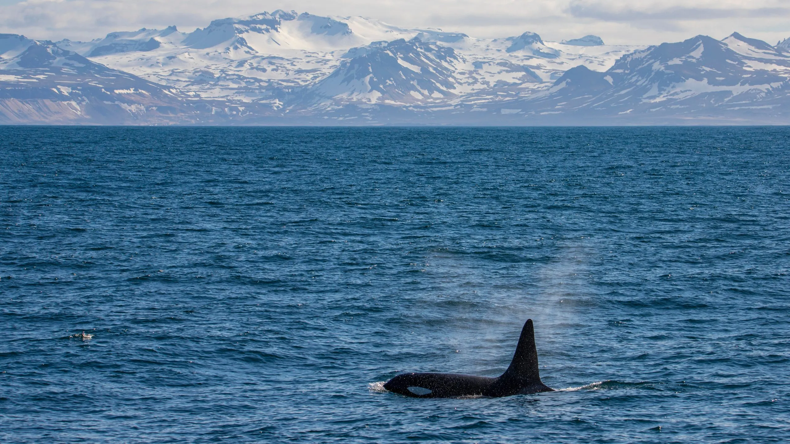 Beautiful impressive male killer whale emerging from the water with a snow-covered mountain in the background, Ólafsvík, Snæfellsnes Peninsula coast, Iceland