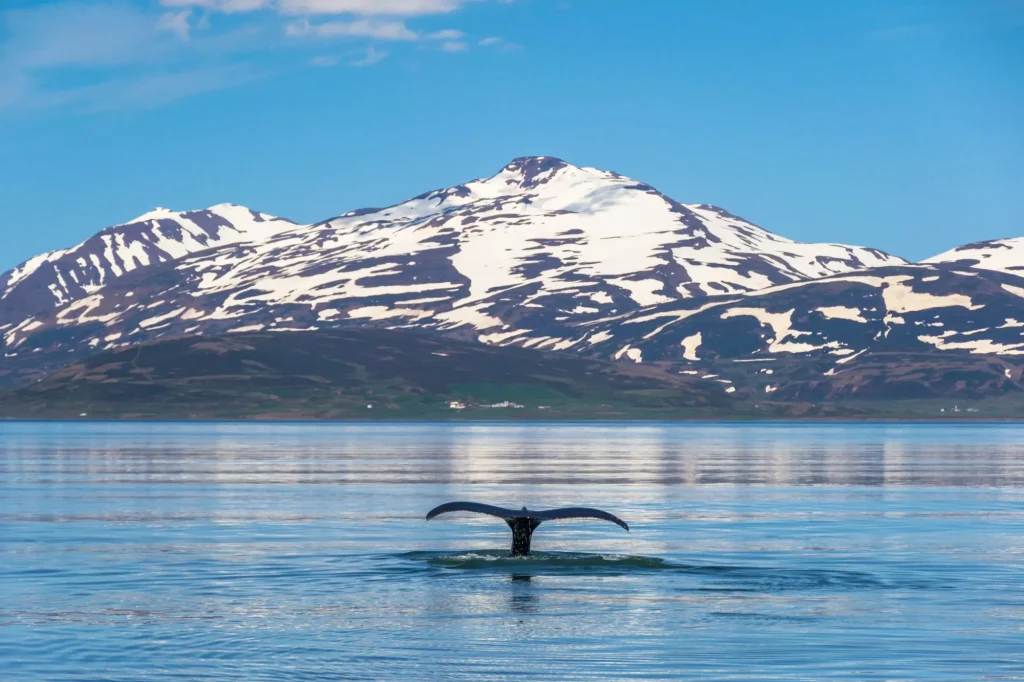 Whale tail submerging in Icelandic fjord