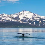 Whale tail submerging in Icelandic fjord